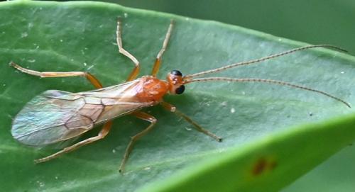 Réf. 350 386 : Pygostolus (multiarticulatus)